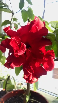 Фотография великолепной розы гибискус для вас