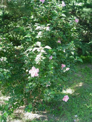 Фотка розы гибискус, олицетворение великолепия природы