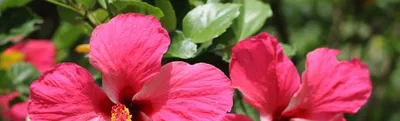 Фотография розы гибискус в формате jpg, png или webp