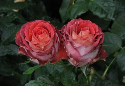 Роза гиннесс в высоком разрешении (jpg, png, webp)