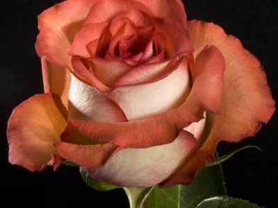 Красивая фотография розы гиннесс
