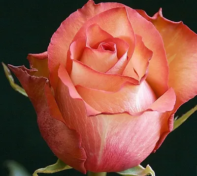 Изображение розы гиннесс в формате png