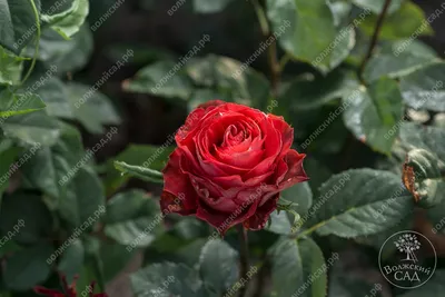 Красивая роза гиннесс на фото