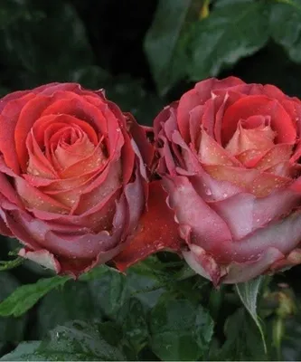 Фото розы гиннесс в формате jpg