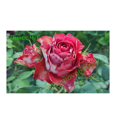 Фотка розы гиннесс для загрузки