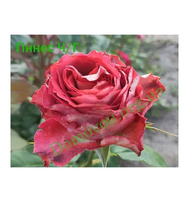 Роза гиннесс на качественном фото
