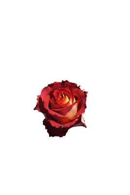 Фотография розы гиннесс для использования