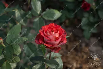 Фото розы гиннесс в формате png