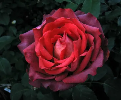 Фотка розы гиннесс в высоком разрешении
