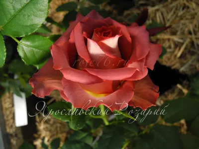 Роза гиннесс: красивое изображение