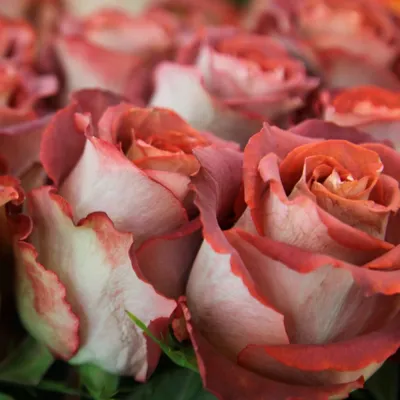 Фото розы гиннесс для скачивания в формате jpg