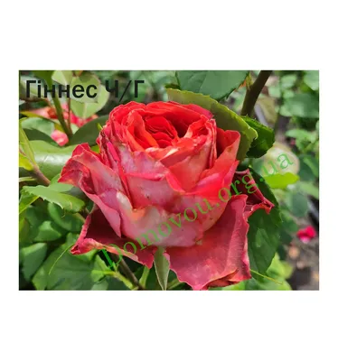 Изображение розы гиннесс в высоком качестве