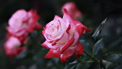 Фото розы гиннесс со стандартным форматом jpg