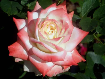 Красивая роза гиннесс: картинка для загрузки