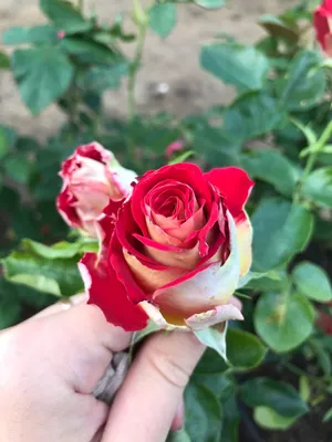 Фотография розы гиннесс в формате png