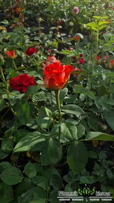 Роза гиннесс: фото для скачивания в webp