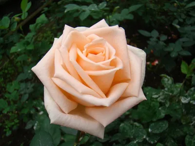 Фото розы гиннесс с великолепными деталями