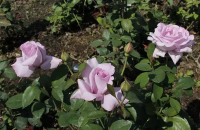 Изображение розы гиннесс в формате jpg, png, webp