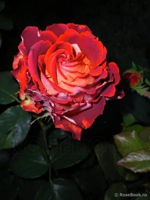 Изображение розы гиннесс в форматах jpg, png, webp