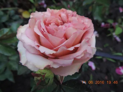 Лучшая фотография розы гиннесс на веб-сайте