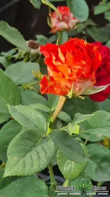 Роза гиннесс в формате webp с впечатляющим качеством