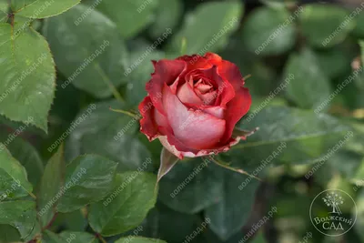 Фотография розы гиннесс в высоком разрешении и стандартном формате