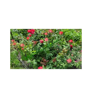 Роза гиннесс: красивое фото для загрузки