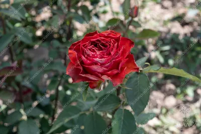 Фотка розы гиннесс для скачивания с потрясающим качеством