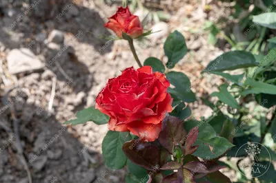 Фотография розы гиннесс в формате png с потрясающей четкостью