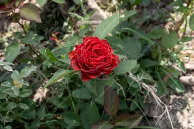 Фото розы гиннесс с великолепными деталями в формате jpg