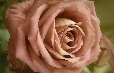 Роза гиннесс: фото для скачивания в webp с потрясающей цветопередачей