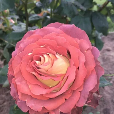 Фото розы гиннесс с превосходными деталями в высоком разрешении