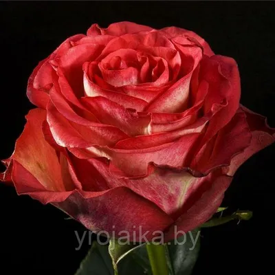 Лучшее фото розы гиннесс на веб-сайте