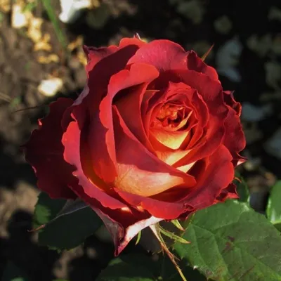 Роза гиннесс в формате webp