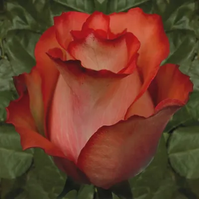 Фотография розы гиннесс в высоком разрешении