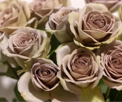 Изображение розы гипноз в формате png для скачивания