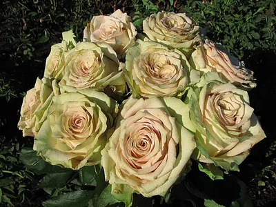 Фотография розы в стиле гипноз в формате png