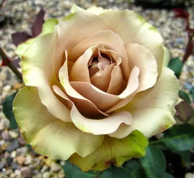 Удивительная роза гипноз в формате webp