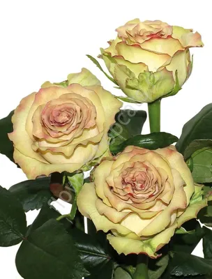 Гипнотическое изображение розы для скачивания