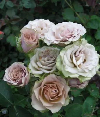 Чудесная картина розы гипноз в формате jpg