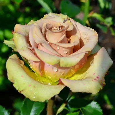 Фотка розы гипноз в высоком разрешении