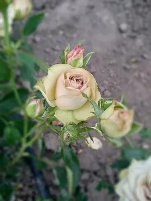 Красивое фото розы гипноз в формате png