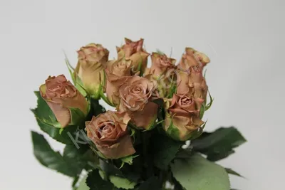 Изображение гипнотической розы в формате webp для скачивания