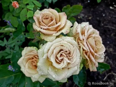 Уникальная роза гипноз в свежем формате jpg
