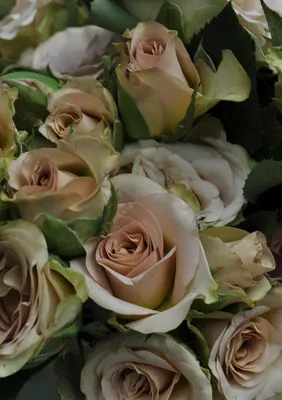 Фотография розы гипноз в стиле png