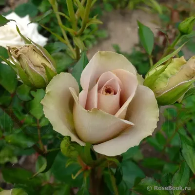 Гипнотическое фото розы гипноз в формате webp
