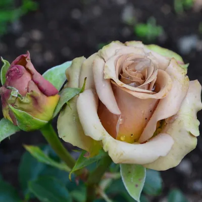 Красивая роза гипноз в формате webp для скачивания