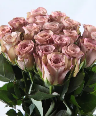 Удивительная роза гипноз в специализированном формате jpg