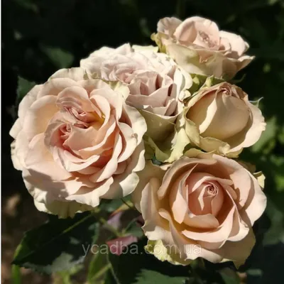 Изображение розы гипноз в формате png с эффектом глубины