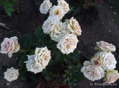 Красивая фотография розы гипноз с эффектом замедленной съемки
